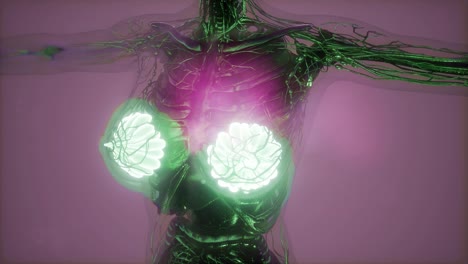 Human-Body-with-Visible-Glow-Mammary-Gland